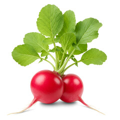 Fresh green radish with leaves attached to root vegetable
