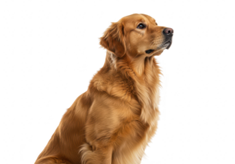 A golden retriever dog sits attentively in profile, looking to the right on a transparent background
