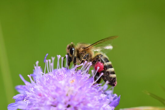 bee on a flower