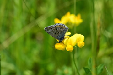 butterfly on a yellow flower