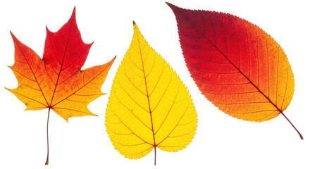 Display of vibrant fall leaves, showcasing autumn colors and natural textures against a transparent background for design elements.
