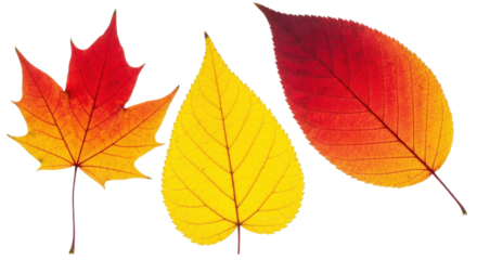 Display of vibrant fall leaves, showcasing autumn colors and natural textures against a transparent background for design elements.