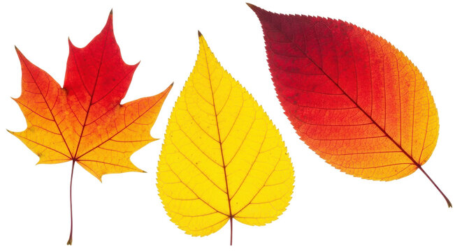 Display of vibrant fall leaves, showcasing autumn colors and natural textures against a transparent background for design elements.