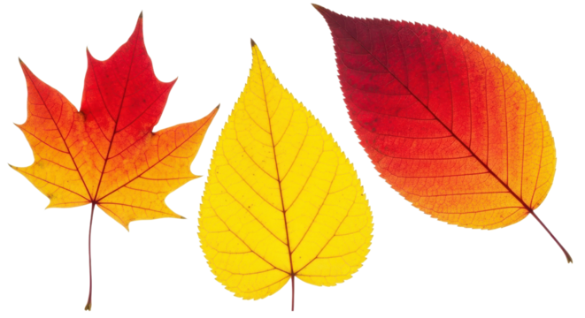 Display of vibrant fall leaves, showcasing autumn colors and natural textures against a transparent background for design elements.