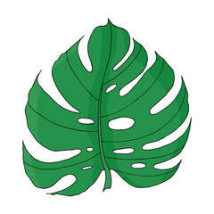 Tropical leaves green color monstera leaf in doodle style. Hand drawn isolated element for design.