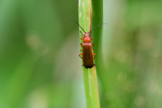 bug on a leaf