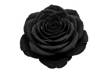 A single black rose with velvety petals isolated on a transparent background