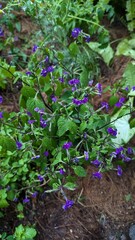 purple flowers in the garden cafe canggu nature