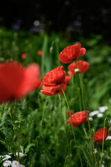 Field of red poppies on a background of green grass