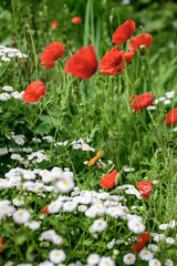 Red poppies and white daisies in the garden
