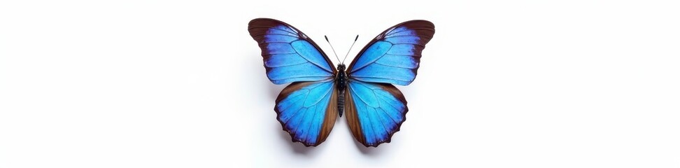 Single blue butterfly, multicolored accents, pure white background, summer, lepidoptera