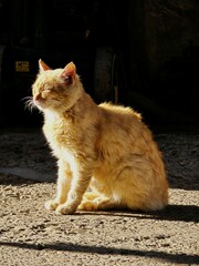 cat on the wall