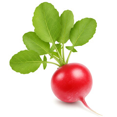 Green radish vegetable with fresh leafy greens still growing