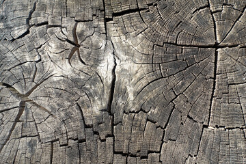 Fototapeta premium A cut of a dry, old, cracked log