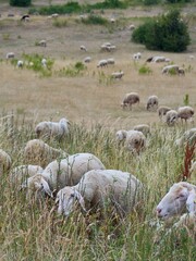 Sheep are grazing in the field.