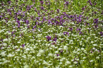 Fototapeta premium Small white and blue wildflowers on background on green lawn. Warm, soft lighting gently envelope landscape with rich, airy glow. Mesmerizing abstract textured landscape. Full frame. Selective focus.