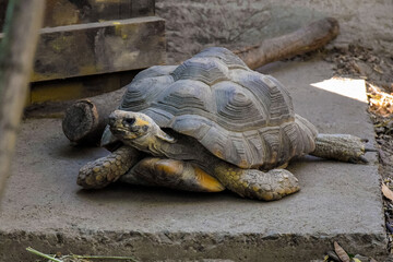 Large tortoise has stretched out its neck. Close-up. Selective focus.