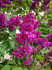 Branches of blooming lilac flowers. Syringa Vulgaris Common Lilac Blooming Flowers. Close-up.