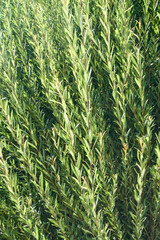 Green elongated shoots in backlight