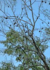 Mauritian fruit bats resting high in a tree