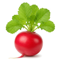 Fresh green radish with leafy tops still naturally attached