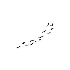 flock of birds flying on white background 