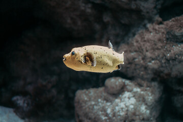 tropical  yellow fish in aquarium