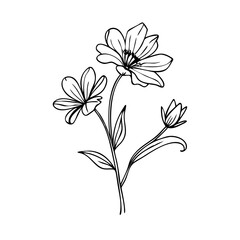 Obraz premium Hand-drawn flower sketch in black line art