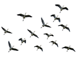 Fototapeta premium Isolated Heron Flight Graceful Formation Ornithology