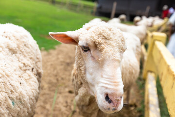 A close-up shot of woolly sheep resting their heads on a wooden fence at a farm. 