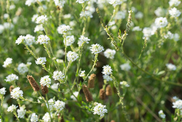 hoary alyssum, 
Berteroa incana white flowers closeup selective focus