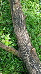 Fallen aspen. Moose teeth marks on the bark.