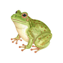 Obraz premium Vivid Frog Illustration: A captivating illustration of a vibrant green frog, intricately detailed with delicate brushstrokes and a touch of artistry, brings a sense of wonder to any collection.