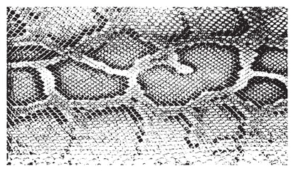 Snake skin pattern and repeating Seamless. Animal print and textile design.