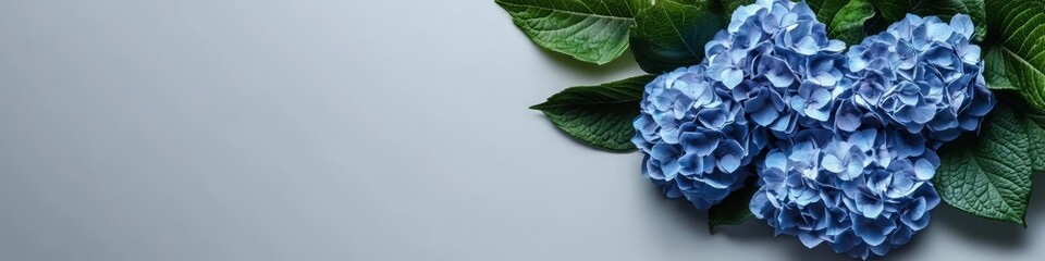 Stunning Blue Hydrangeas in Elegant Still Life Arrangement with Soft Focus Background for Weddings