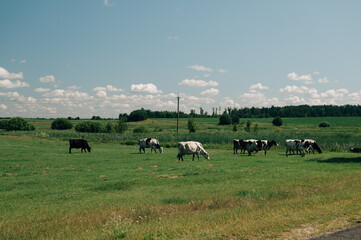 Fototapeta premium cows are grazing in the field