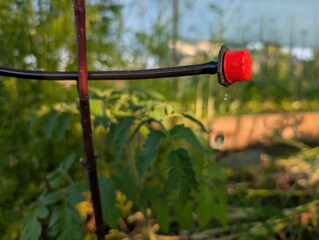 A CloseUp View of a Drip Irrigation System Strategically Placed in a Beautiful Garden