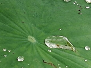 水玉