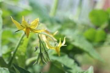 The Vibrant Yellow Tomato Flowers Blooming Beautifully in the Garden Are a Sight to Behold