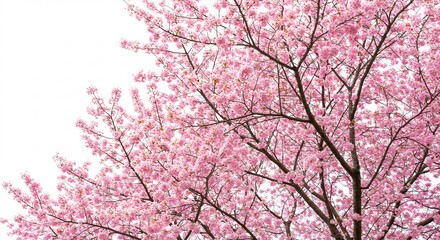 Fototapeta premium 満開の桜 並木道 春風優しく舞い踊る ピンクの花びら. AI Generated