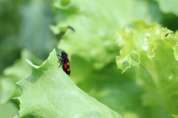 A detailed closeup view of a beautiful Ladybug perched on a Fresh Green Lettuce Leaf
