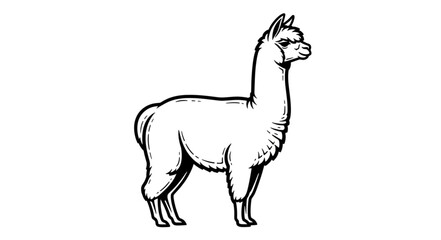Fototapeta premium Illustration of a standing alpaca with a thick neck and fluffy head in black and white outline style