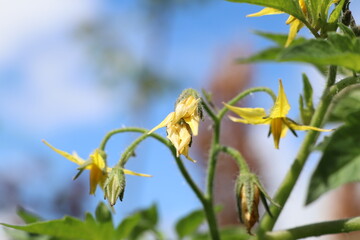 A Beautiful Blooming Tomato Plant with Vibrant Flowers Under a Bright Blue Sky Above