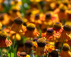 Closeup of flower of Helenium 'Waltraut' in a garden in summer