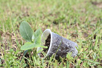 New Plant Growth Emerging from a Cup Sitting in Fresh, Healthy Grass All Around It