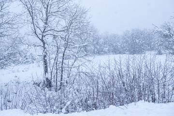 Atmospheric Winter Landscape with Heavy Falling Snow
