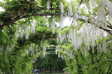 An Elegant Wisteria Archway in a Beautiful Blooming Garden Full of Lush Flora and Colorful Flowers