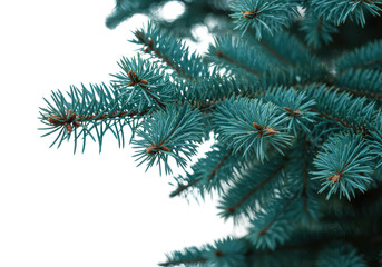 Isolated Blue Spruce Tree Branch