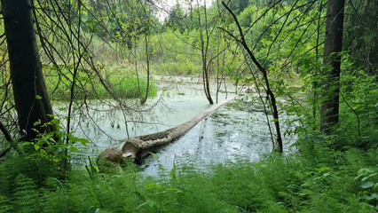 beaver's work gnawing on an aspen tree trunks. Selective Focus