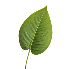 Obraz premium Fresh Green Leaf - Natural Plant Element | Botanical Specimen | Organic Nature | Environmental Symbol | Eco-Friendly Icon | Garden Element